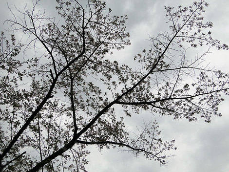 たてしなクロニクル-思考する桜（１）