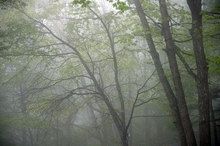 新緑の森の雨